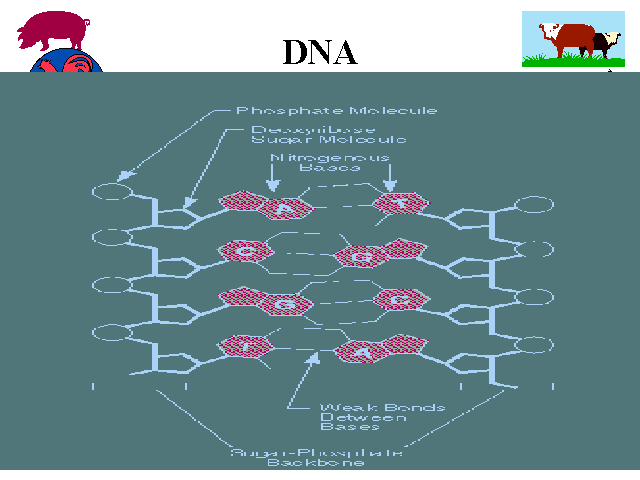 d in dna stands for