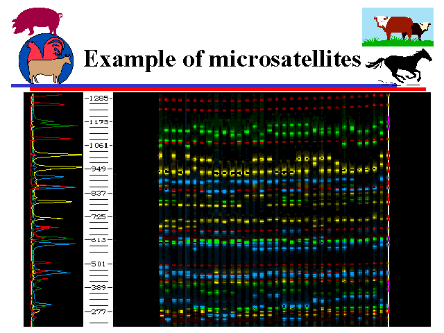 Example Of Microsatellites